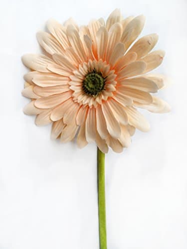 Extra Large Head Silk Gerbera Flower Stem Quality Artificial Flowers In Many Colours by Homestreet® (Champagne)
