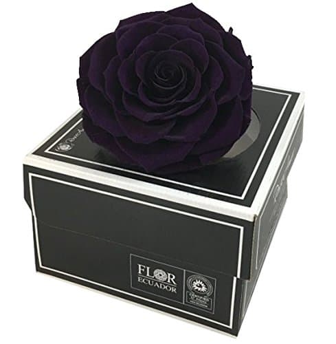 KIKA DECO Inactive Products (Purple)