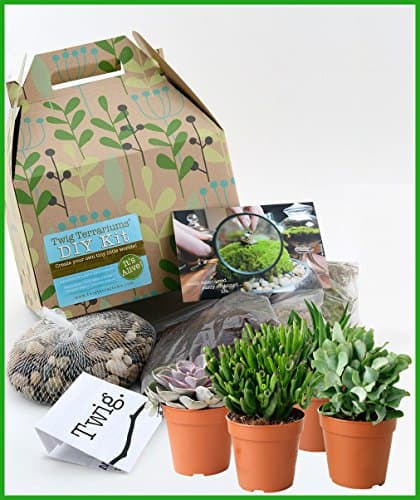 Live Succulent Terrarium Kit for One-gallon Sized Container