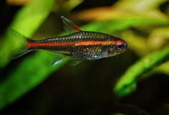 Live Freshwater Aquarium Fish - (6) 1" Fire Neon Tetras - 6 Pack of Fire Neons (Glo-Lites) Live Tropical Fish - Great for Aquariums - Populate Your Fish Tank!