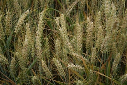 5LBS Cover Crop Wheat (Winter Wheat)