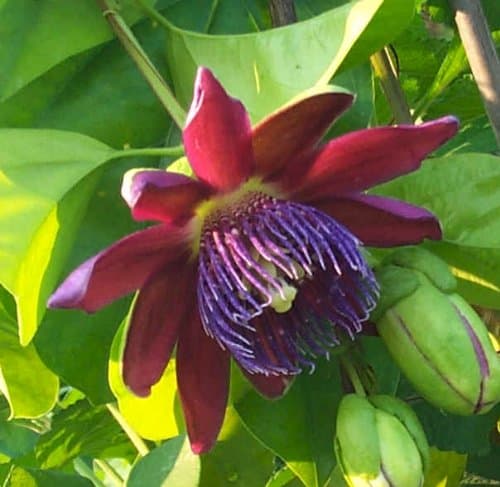 PASSIFLORA ALATA red fragrant granadilla 10 seeds