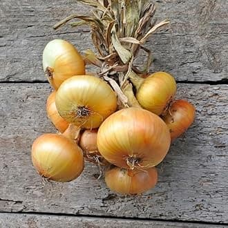 Willvine Onion Seeds - Yellow Granex-PUA-77G