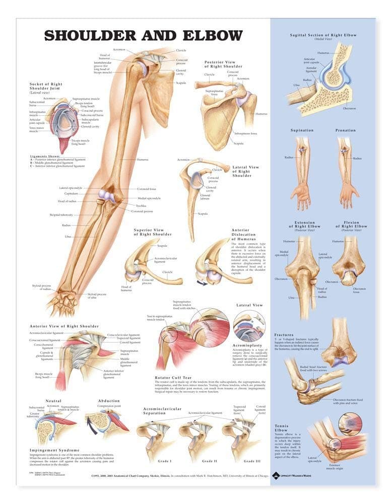 Shoulder and Elbow Anatomical Chart