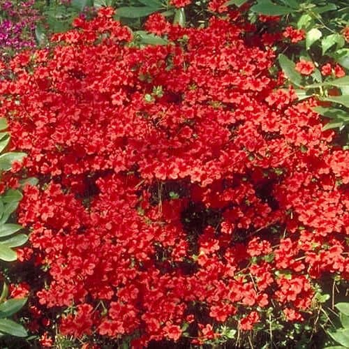 – 1 X Azalea 'Geisha RED' Japanese Evergreen Shrub Hardy Plant in Pot