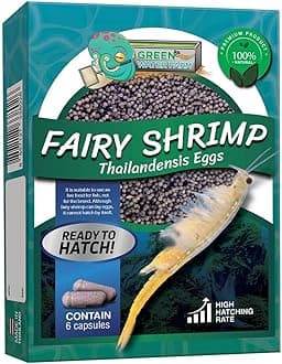 Fairy Shrimp Thailandensis
