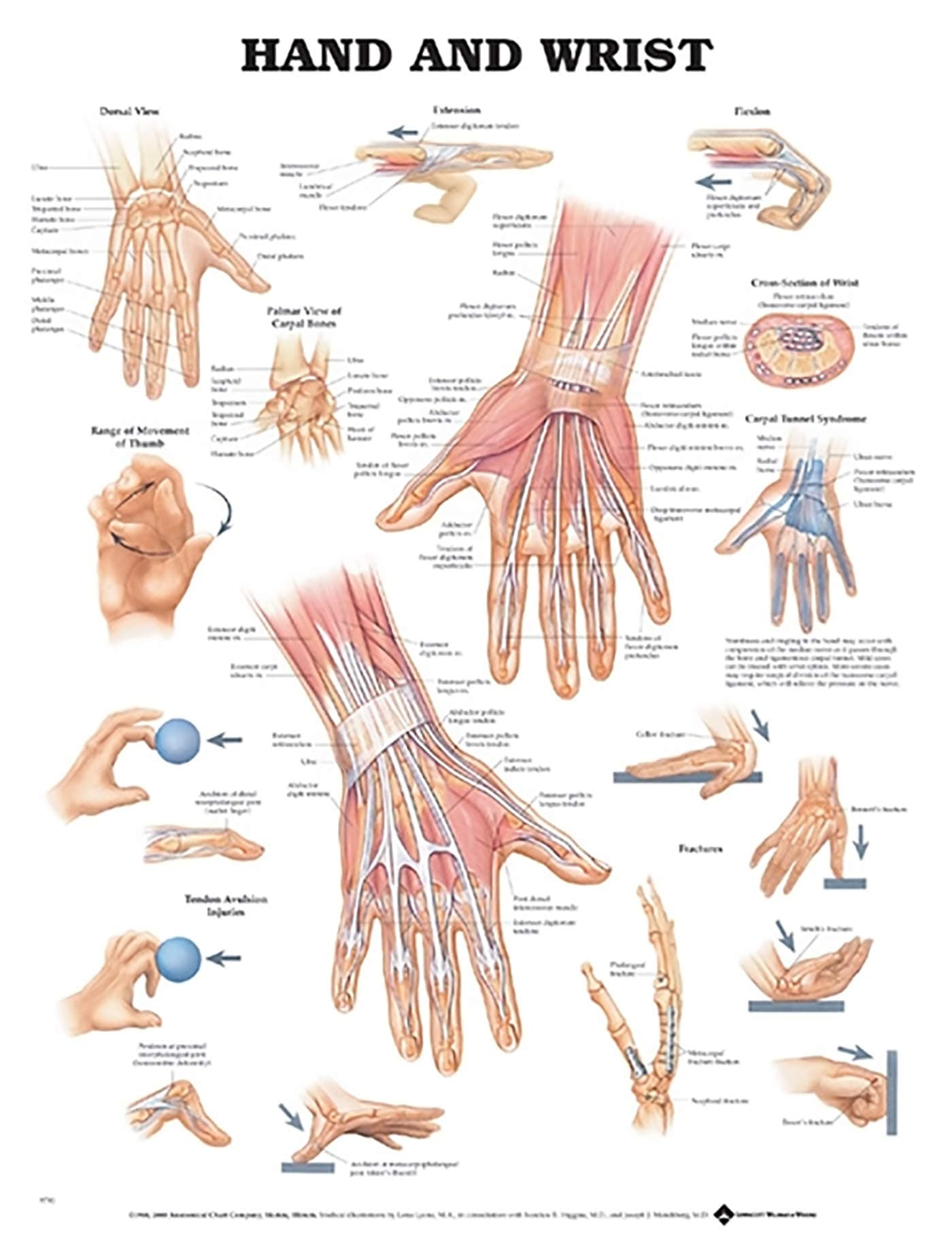 Hand and Wrist Anatomical Chart