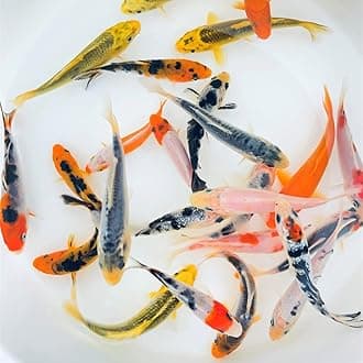 Toledo Goldfish Standard Fin Koi, Variety of Colors and Patterns - Perfect for Ponds or Aquariums - 10-12 Inches, 3 Count