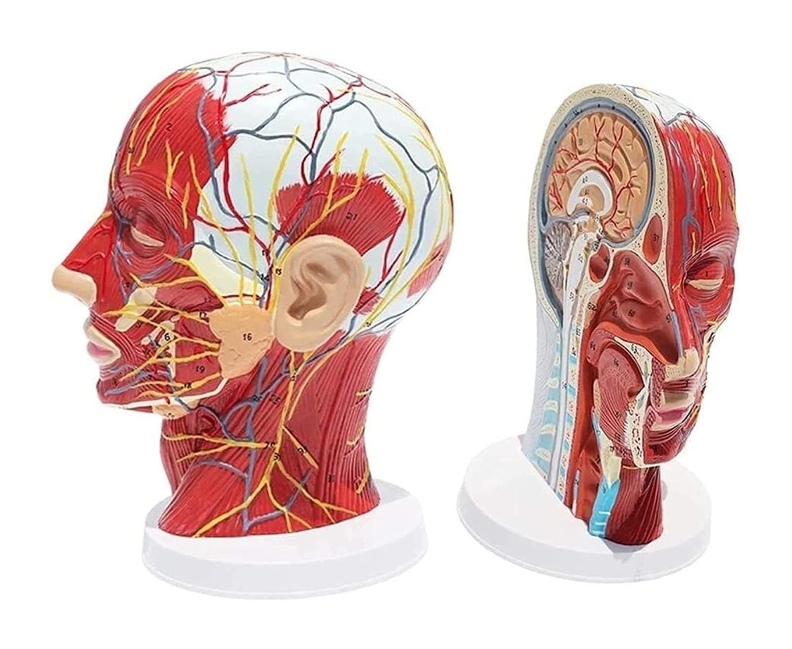 Life Size Human Head Model Human Head Model Head Anatomical Model Half Head Muscular Anatomy Veins Arteries Exposed Sinuses Anatomy Half Head Superficial Neurovascular Model