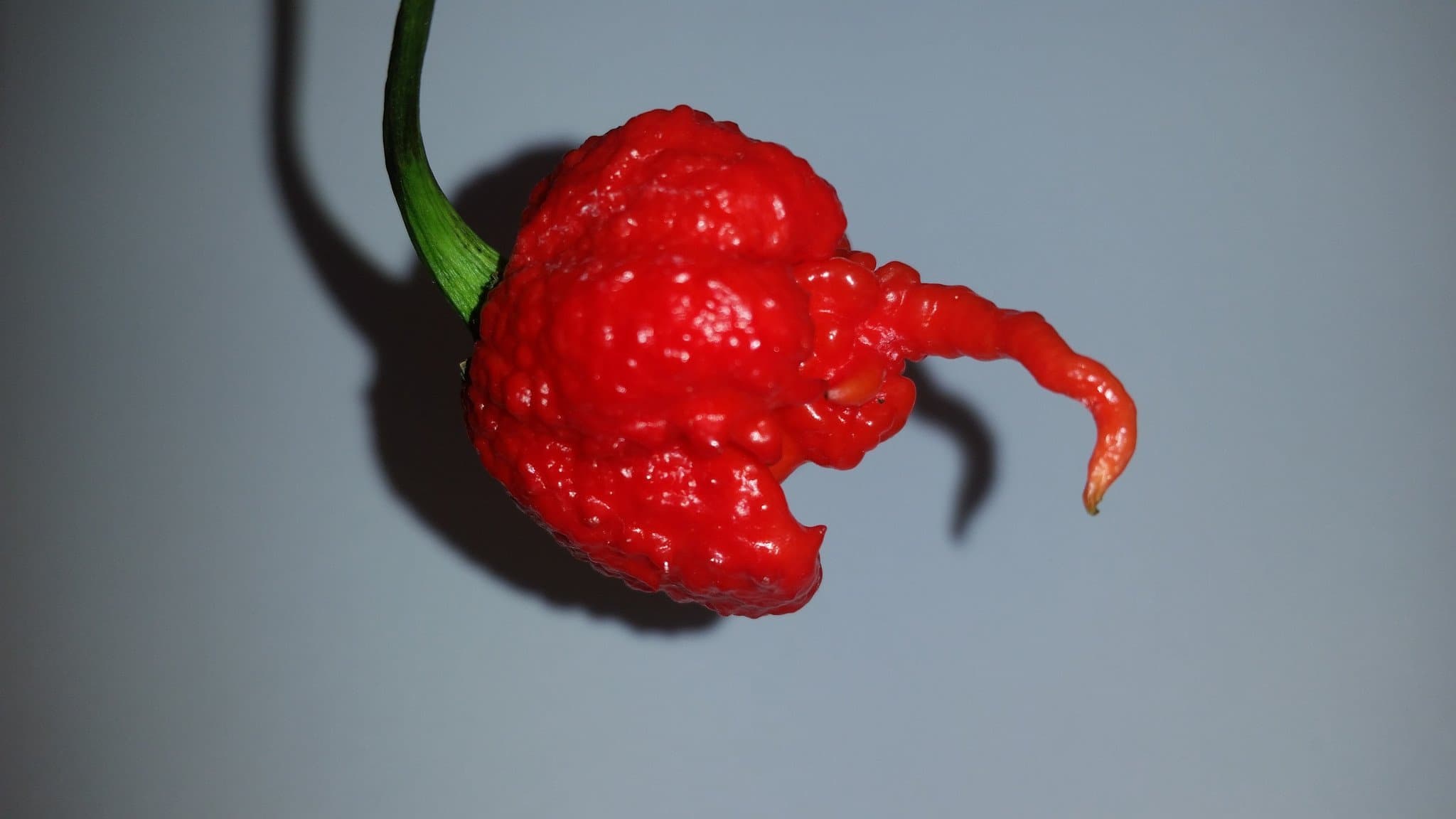 Fresh Carolina Reaper Peppers