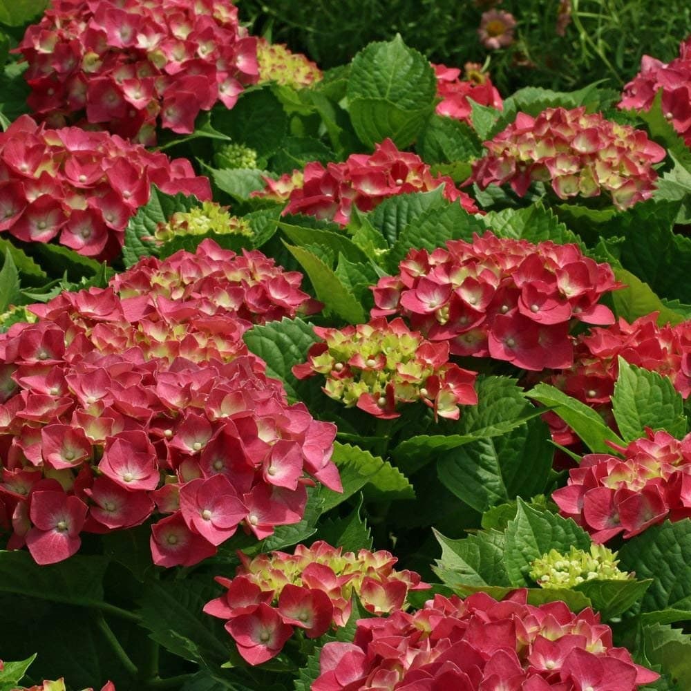 Hydrangea macrophylla Leuchtfeuer - Hydrangea, Plant in 9 cm Pot