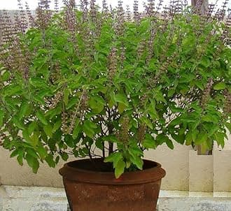 Original Greem Rama Tulsi Live Plant||Good For Home Outdoor Gardening Herbal Plant Tulsi Plant With Black Plastic Pot (Tulsi Plant)