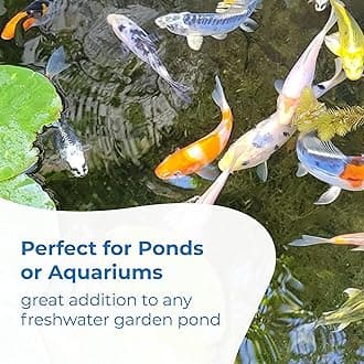 Toledo Goldfish Standard Fin Koi, Variety of Colors and Patterns - Beautiful Live Fish Perfect for Ponds, Tanks, and Aquariums - 3-4 Inches, 25 Count