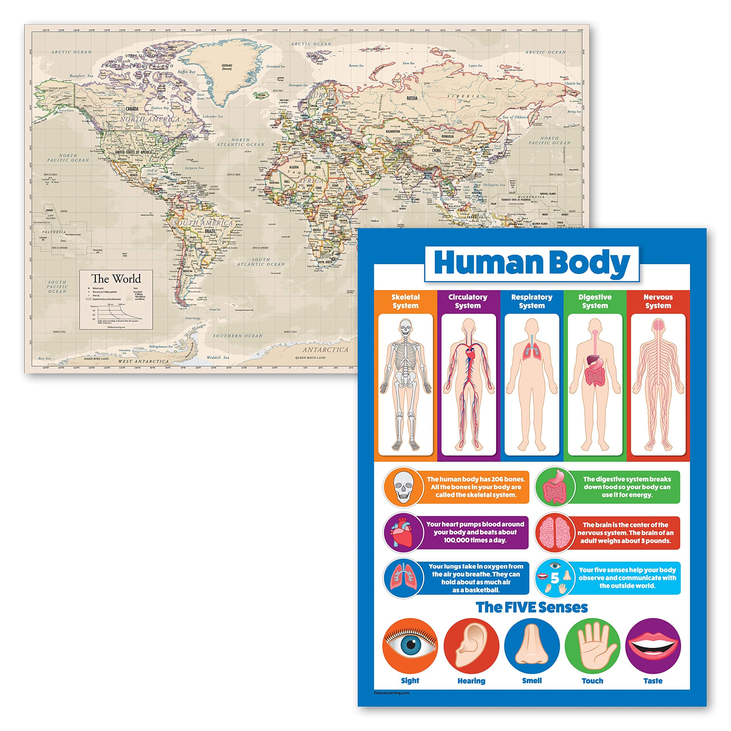 2 Pack - Antique Style World Map Poster + Understanding The Human Body Chart for Kids (Laminated, 18" x 24")