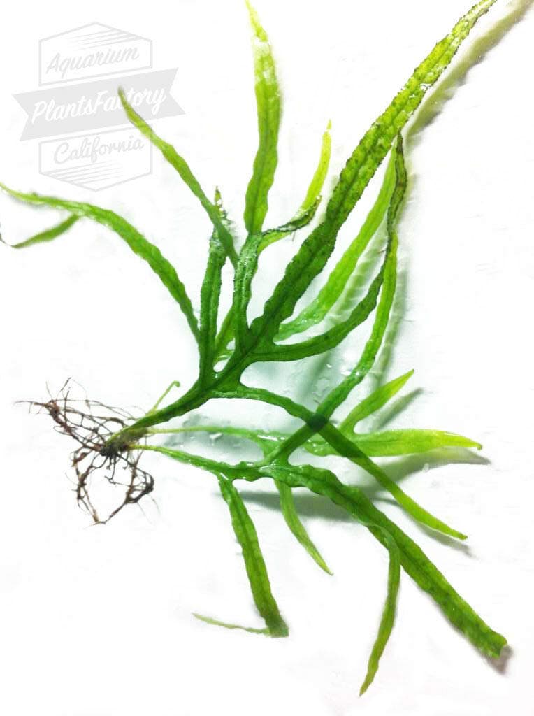 Burger Microsorum Pteropus Trident Java Fern Loose Freshwater Live Aquarium Plants