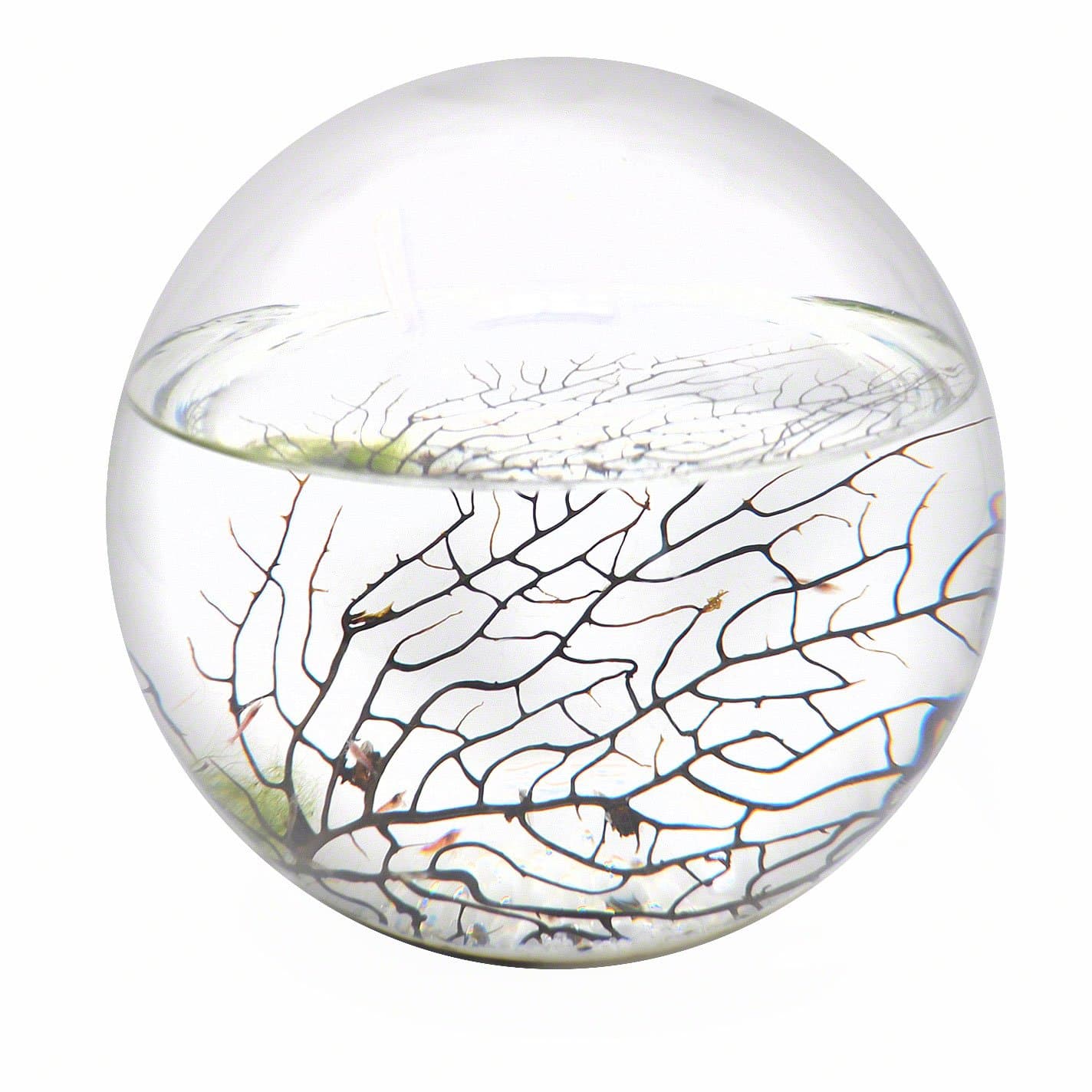 Closed Aquatic Ecosystem, X-Large Sphere